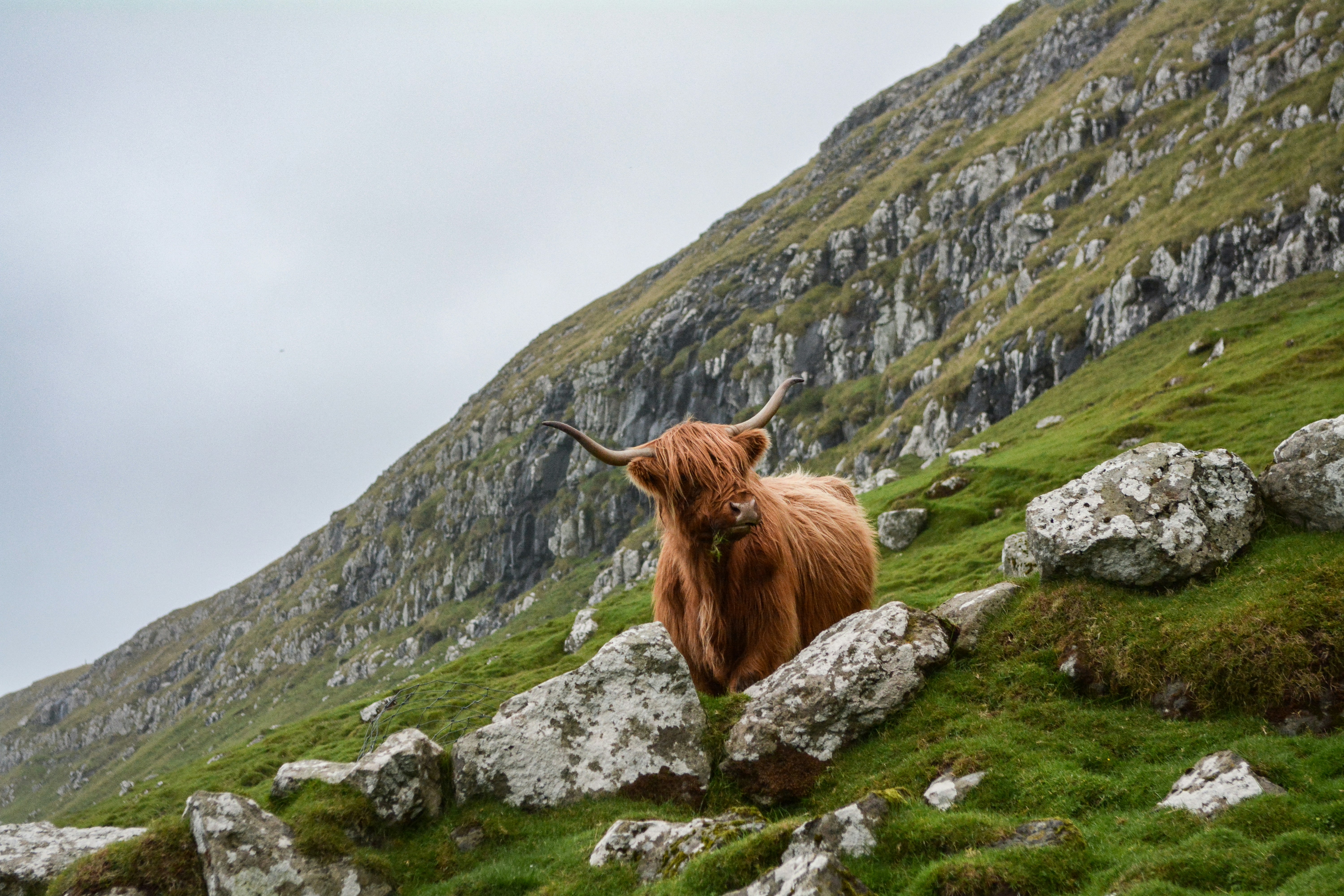 cattle